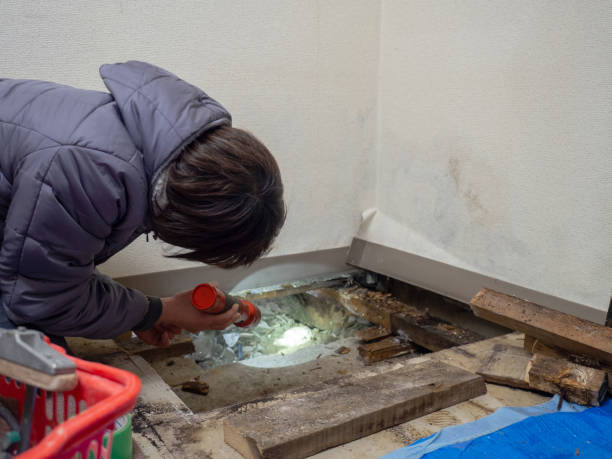 Best Mold Removal for HVAC Installations  in Dasher, GA