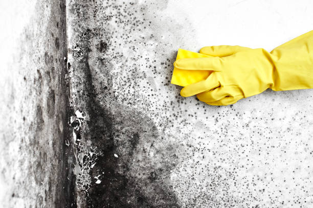 Best Basement Mold Removal  in Dasher, GA