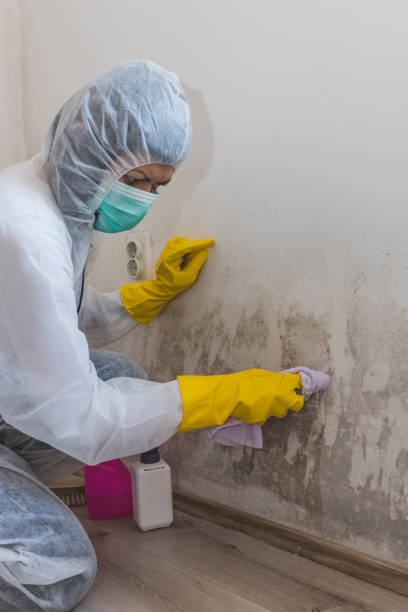 Mold Removal for HVAC Installations in Dasher, GA