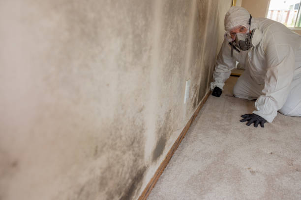 Best Comprehensive Air Testing for Mold Contaminants  in Dasher, GA